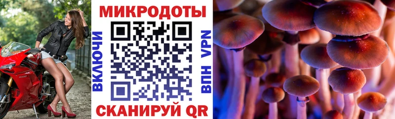 купить  цена  KRAKEN ссылка  Галлюциногенные грибы Cubensis  Малгобек 